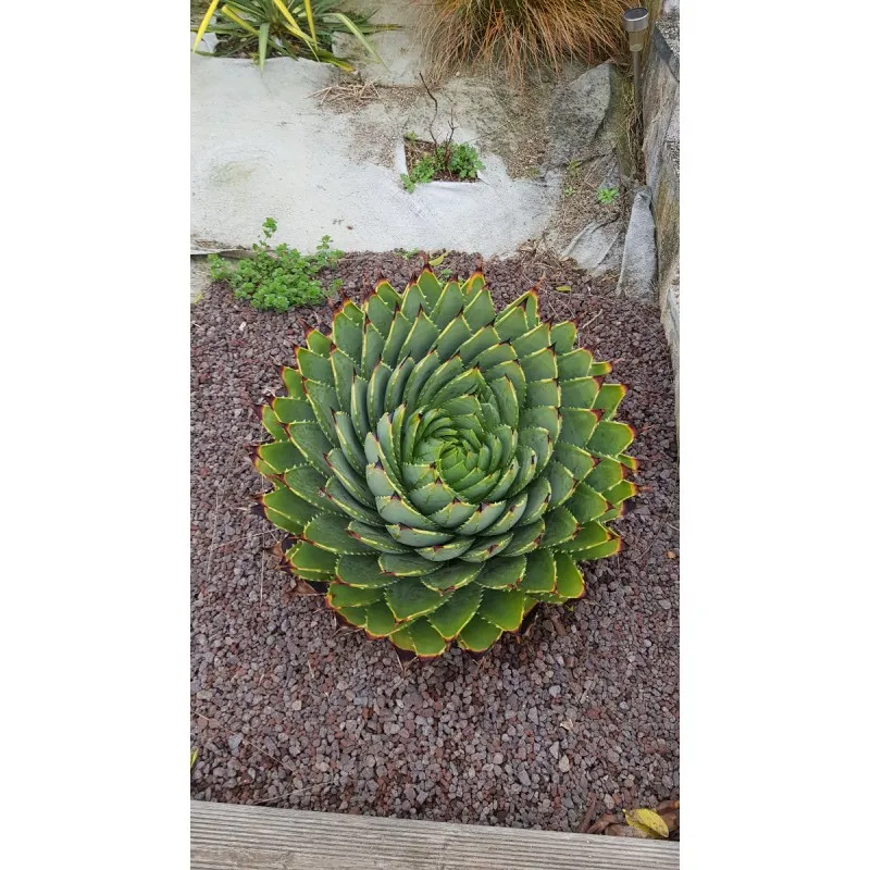 Aloe polyphylla / Aloès spirale du Lesotho / Conteneur de 2 à 2.9 litres