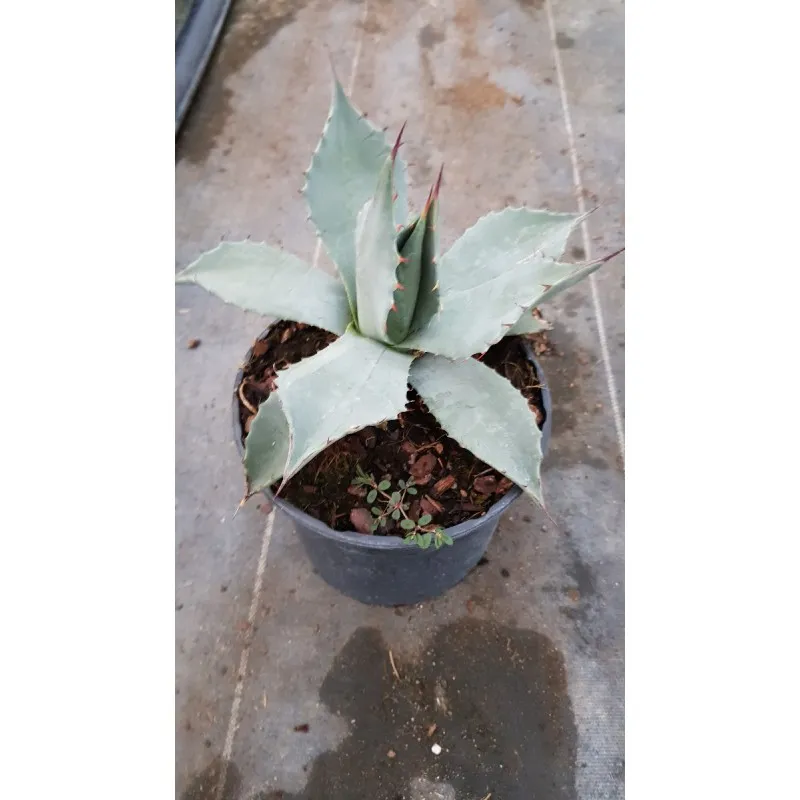 Agave parryi var. 'Parryi' / Agave de Parry / Conteneur de 2 à 2.9 litres