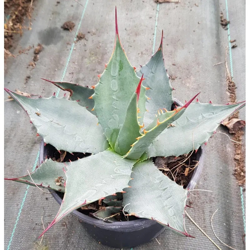 Agave havardiana / Agave de Havard / Conteneur de 2 à 2.9 litres