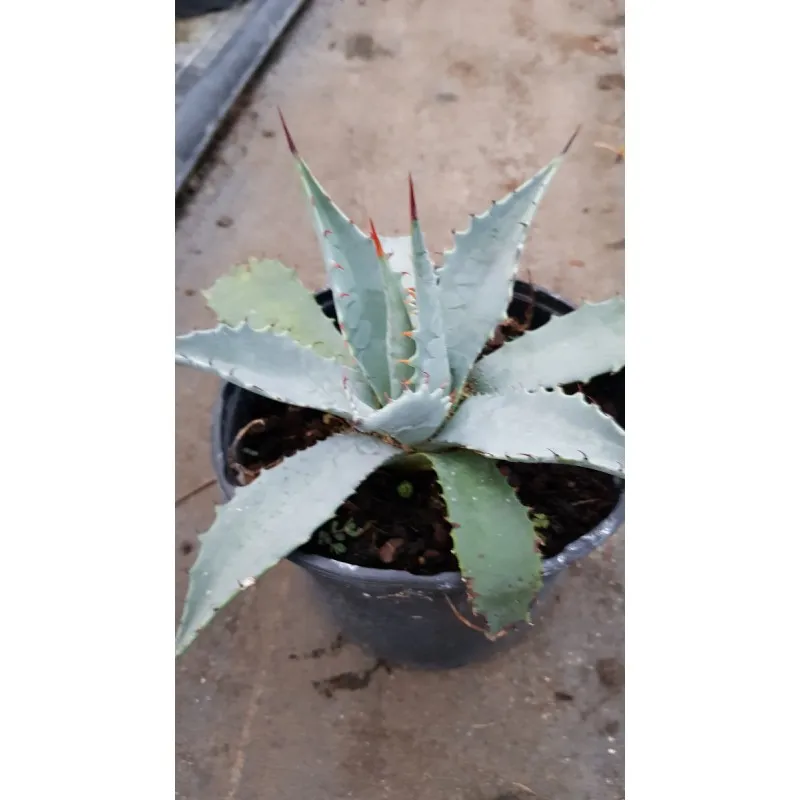 Agave mckelveyana / Conteneur de 2 à 2.9 litres