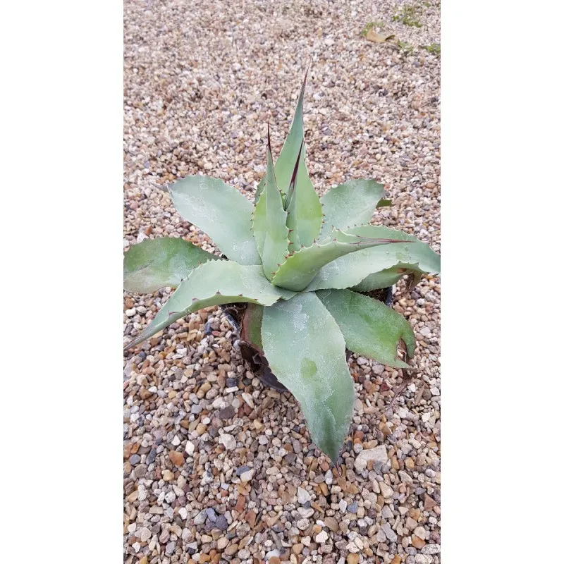 Agave ovatifolia 'Vanzie' / Conteneur de 2 à 2.9 litres