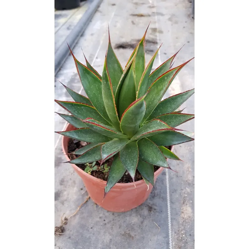 Agave attenuata 'Green glow' / Agave à Cou de Cygne verte / Conteneur de 2 à 2.9 litres