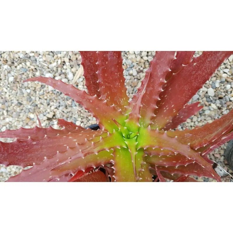Aloe dorothea 'Crimson' / Aloès arborescente rousse / Conteneur de 2 à 2.9 litres