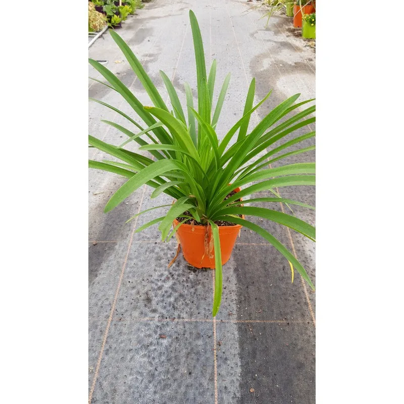 Agapanthus africanus 'Bleu' / Lis du Nil bleu / Conteneur de 3 à 4 litres