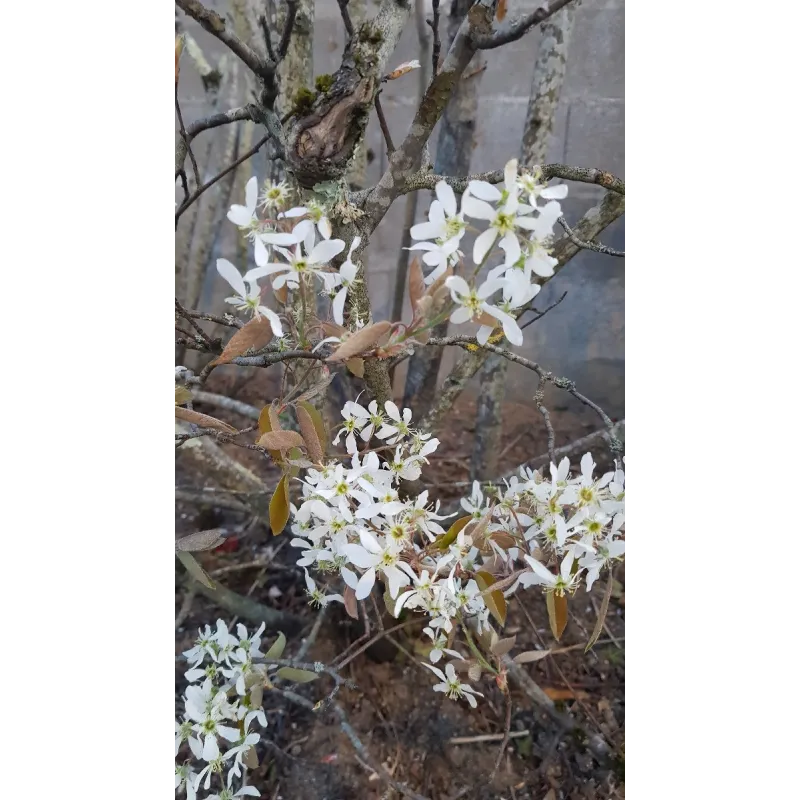 Amelanchier canadensis / Amélanchier du Canada / Conteneur de 3 à 4 litres