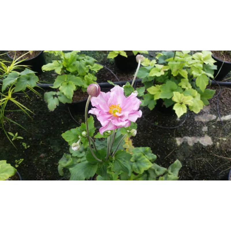 Anemone x 'Honorine Jobert' / Anémone du Japon blanche / Conteneur de 3 à 4 litres