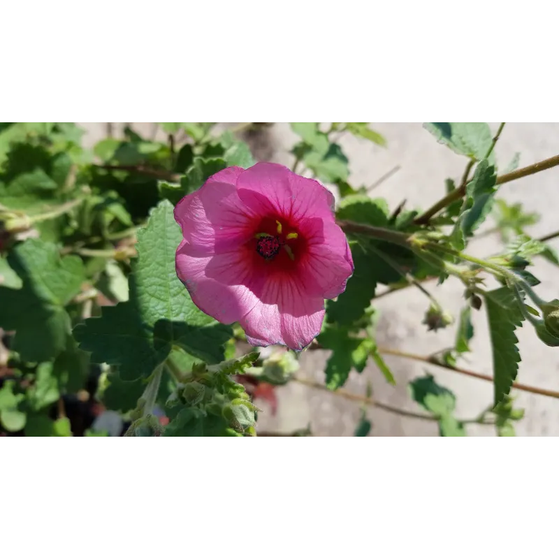 Anisodonthea capensis 'El rayo' / Mauve du cap El rayo / Conteneur de 3 à 4 litres
