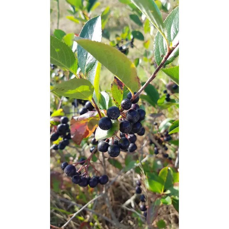 Aronia prunifolia 'Nero' / Aronie à gros fruits / Conteneur de 3 à 4 litres
