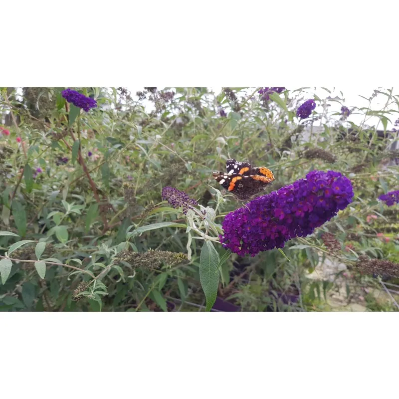 Buddleia davidii 'Black Knight' / Arbre aux papillons à fleurs pourpres / Conteneur de 3 à 4 litres