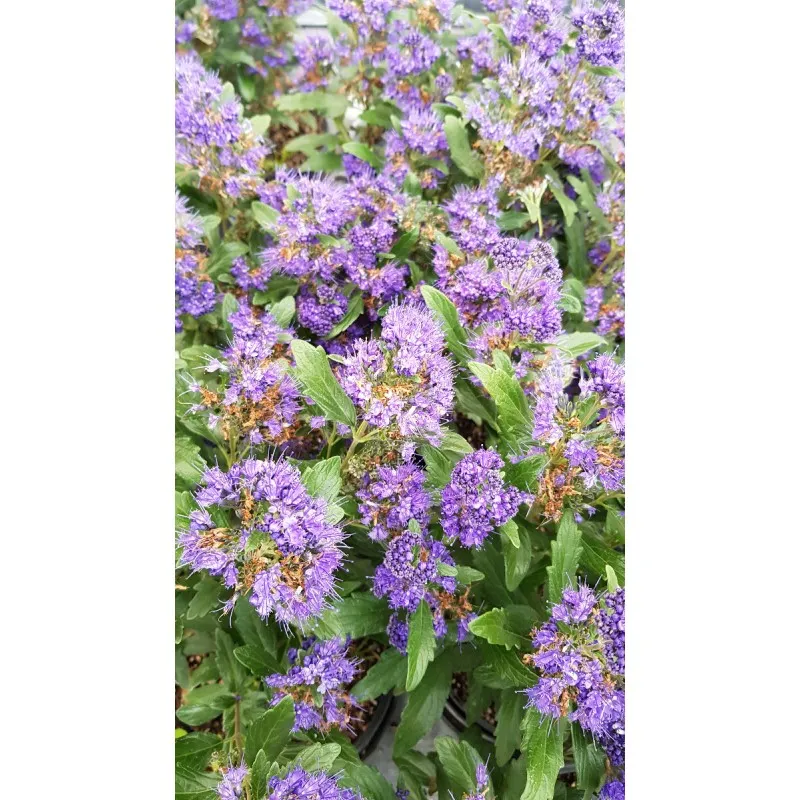 Caryopteris x clandonensis 'Grand Bleu' / Spirée bleue / Conteneur de 3 à 4 litres