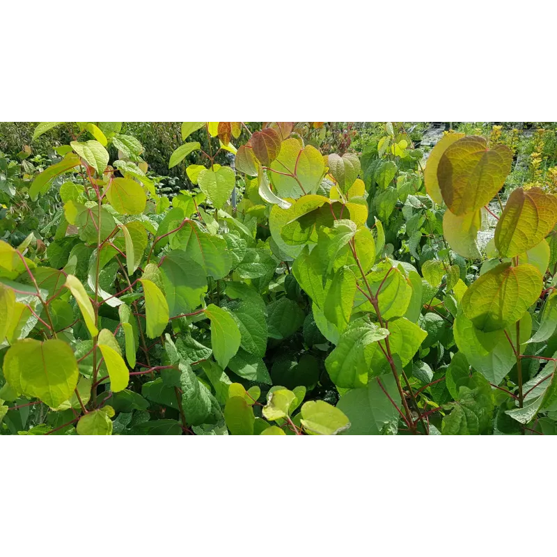 Cercidyphyllum Japonicum / Katsura ou arbre au caramel / Conteneur de 5 à 6 litres / Touffe