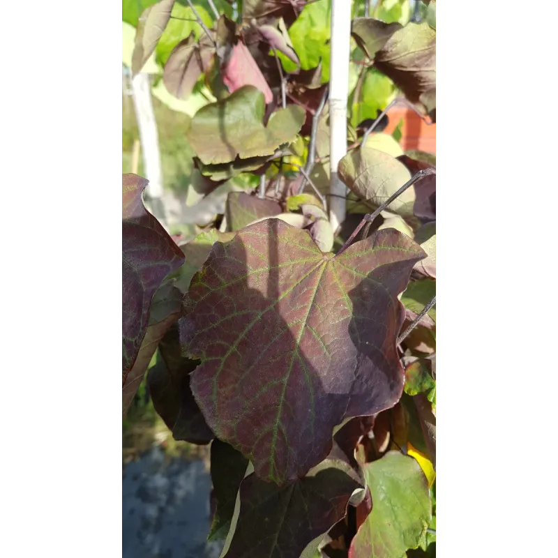 Cercis canadensis 'Forest Pansy' / Gainier du Canada pourpre / Conteneur de 7 à 10 litres / Baliveaux