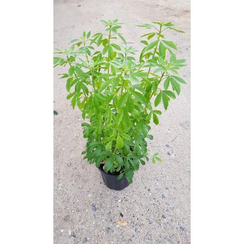 Choisya ternata / Oranger du Mexique / Conteneur de 3 à 4 litres