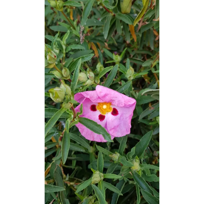Cistus purpureus / Ciste pourpre / Conteneur de 3 à 4 litres