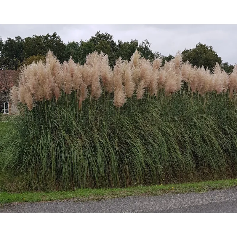 Cortaderia selloana 'Rentadleri' / Herbe de la Pampa rose / Conteneur de 3 à 4 litres