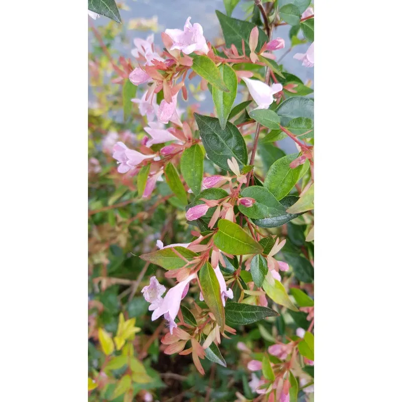 Abelia X 'Edouard Goucher' / Abelie Edouard Goucher / Conteneur de 7 à 10 litres