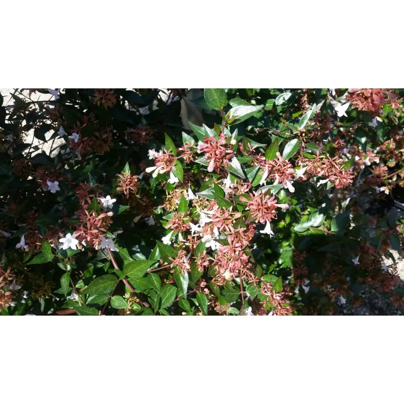 Abelia X grandiflora / Abelie à grandes fleurs / Conteneur de 3 à 4 litres