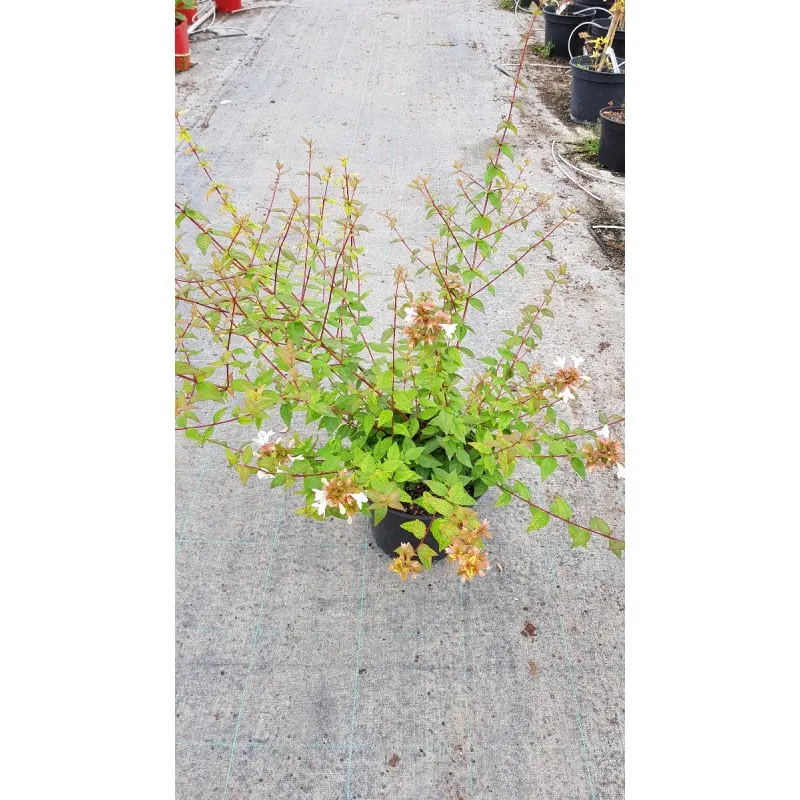 Abelia X grandiflora 'Sherwood' / Abelie à grandes fleurs naine / Conteneur de 3 à 4 litres