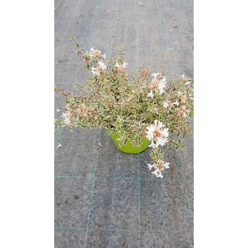 Abelia X grandiflora 'Pink lady' / Abelie à grandes fleurs naine panaché / Conteneur de 3 à 4 litres