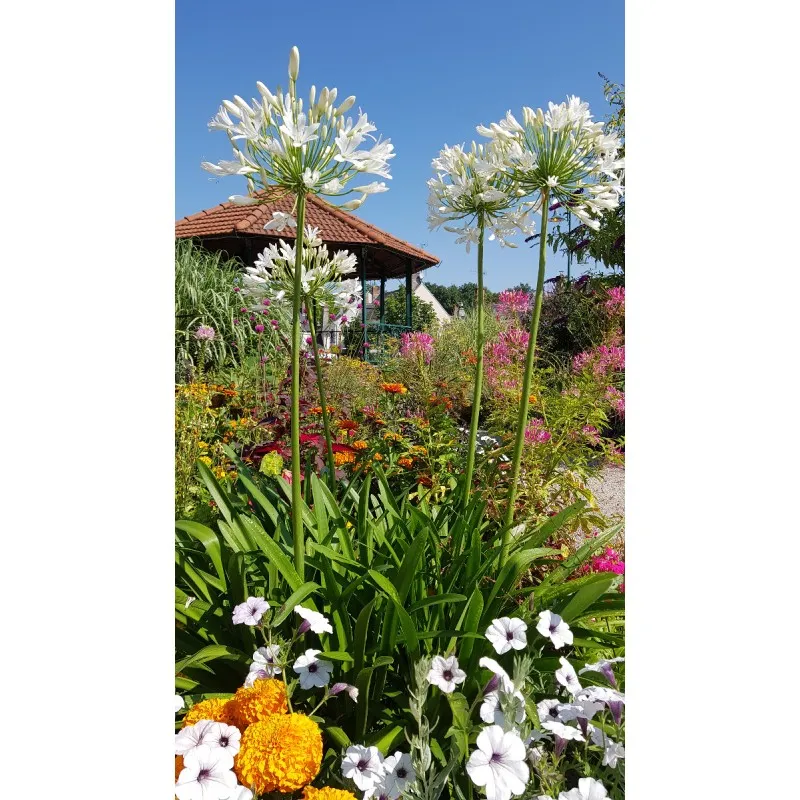 Agapanthus africanus 'Alba' / Lis du Nil blanche / Conteneur de 3 à 4 litres