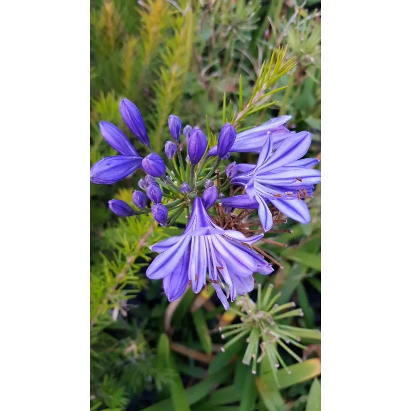 Agapanthus x 'Charlotte' / Lis du Nil / Conteneur de 3 à 4 litres