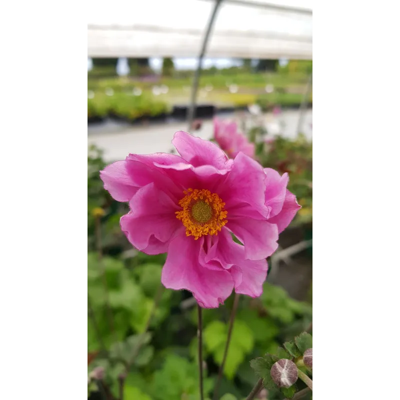 Anemone x 'Konigin Charlotte' / Anémone du Japon rose / Conteneur de 3 à 4 litres