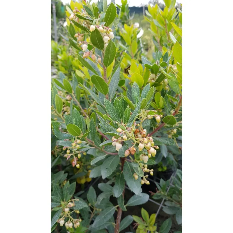 Arbutus unedo 'Compacta' / Arbousier ou Arbre aux fraises compacte / Conteneur de 7 à 10 litres
