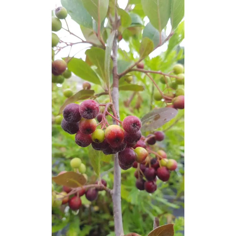 Aronia prunifolia 'Viking' / Aronie à gros fruit / Conteneur de 3 à 4 litres