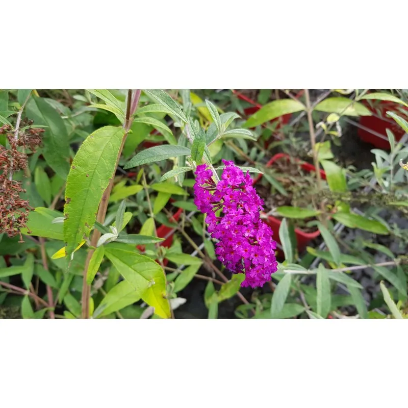 Buddleia davidii 'Royal red' / Arbre aux papillons à fleurs rouges / Conteneur de 3 à 4 litres