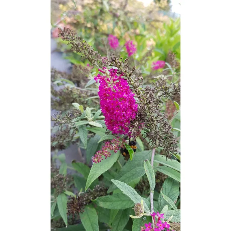 Buddleia x 'Miss Ruby' / Arbre aux papillons nain rouge / Conteneur de 7 à 10 litres