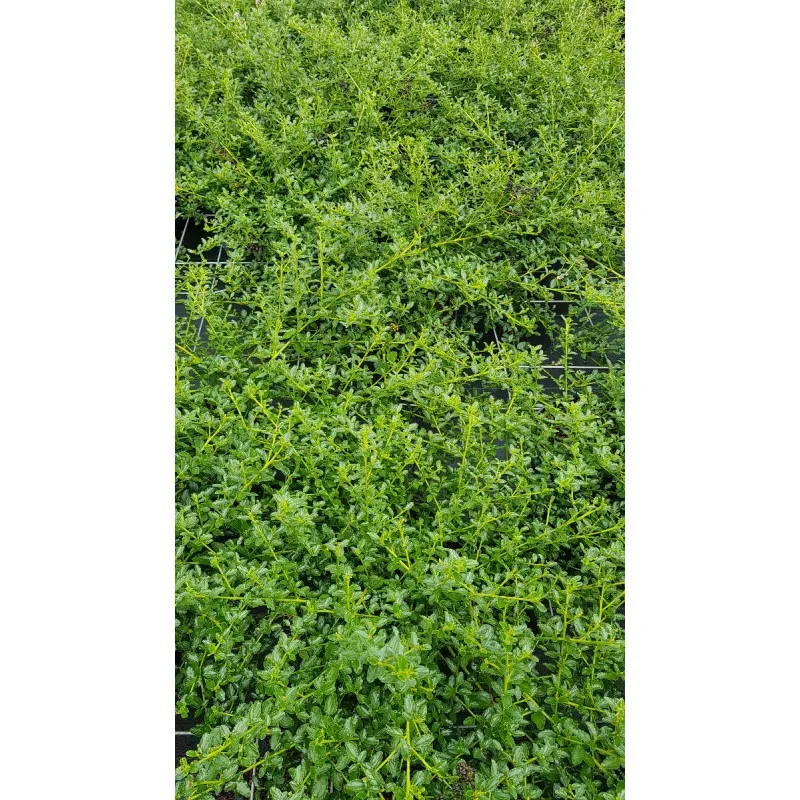 Ceanothus thrysiflorus 'Repens' / Lilas de Californie rampant / Conteneur de 3 à 4 litres