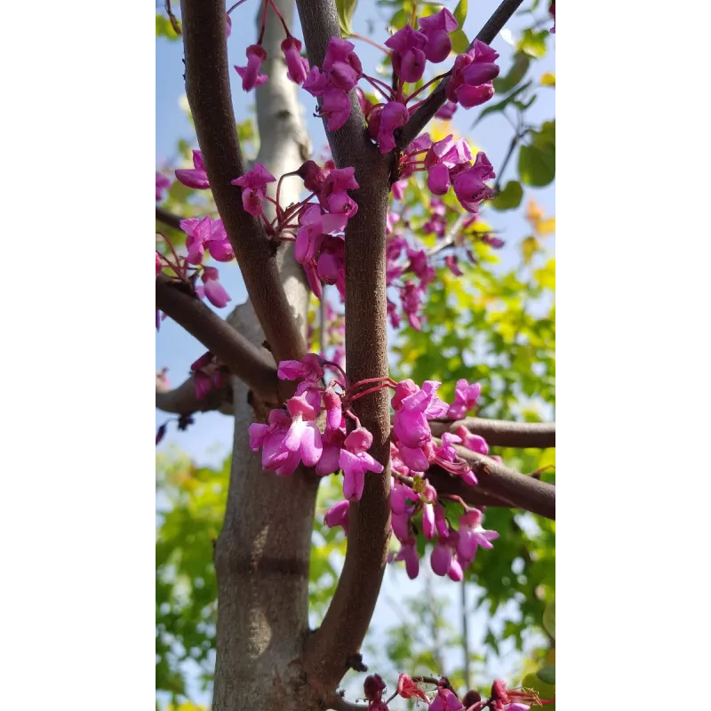 Cercis canadensis / Gainier du Canada / Conteneur de 5 à 6 litres / Baliveau