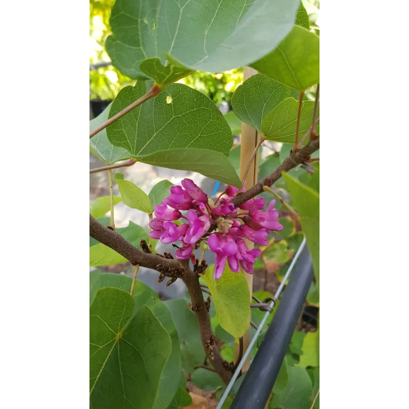 Cercis silicastrum / Arbre de Judée / Conteneur de 5 à 6 litres / Baliveau