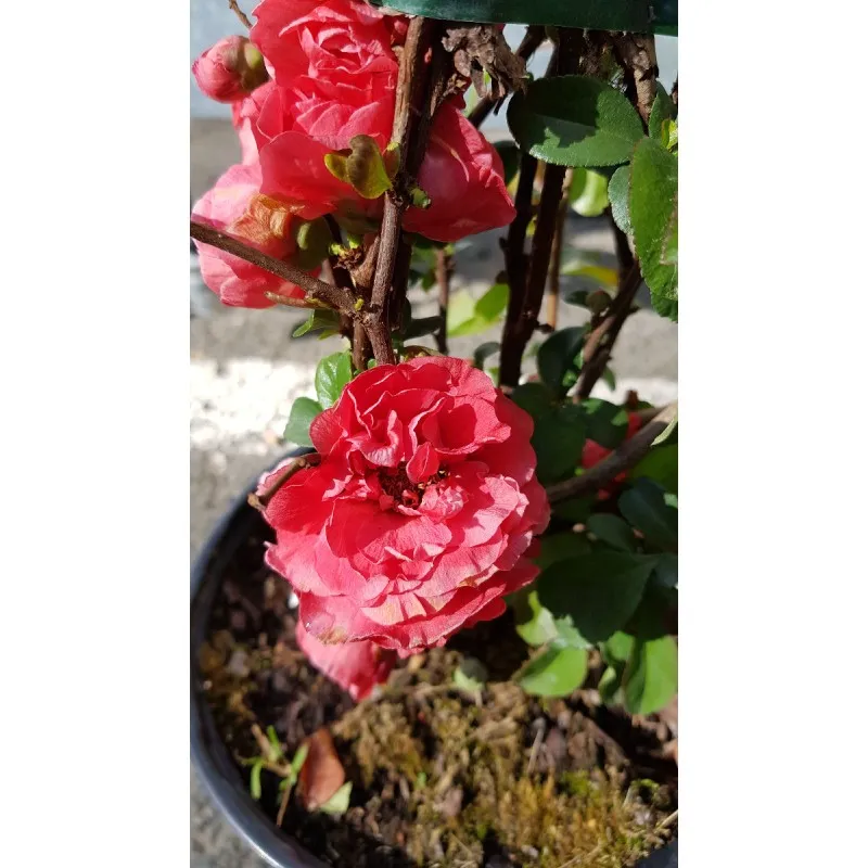 Chaenomeles speciosa 'Pink Storm' / Cognassier du Japon rose / Conteneur de 3 à 4 litres