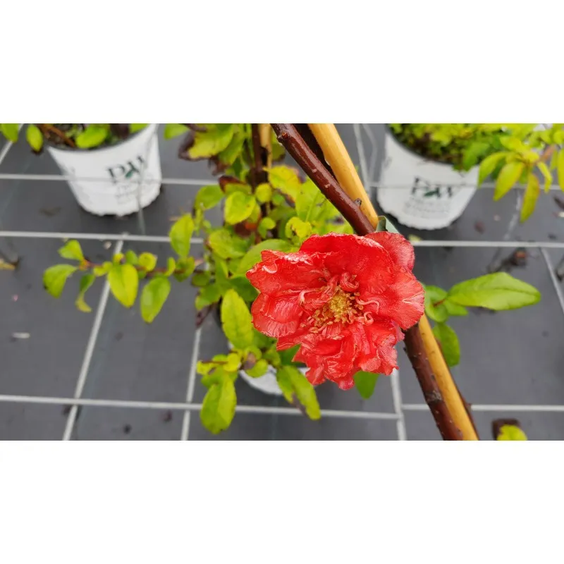 Chaenomeles speciosa 'Mango Storm' / Cognassier du Japon orange / Conteneur de 3 à 4 litres