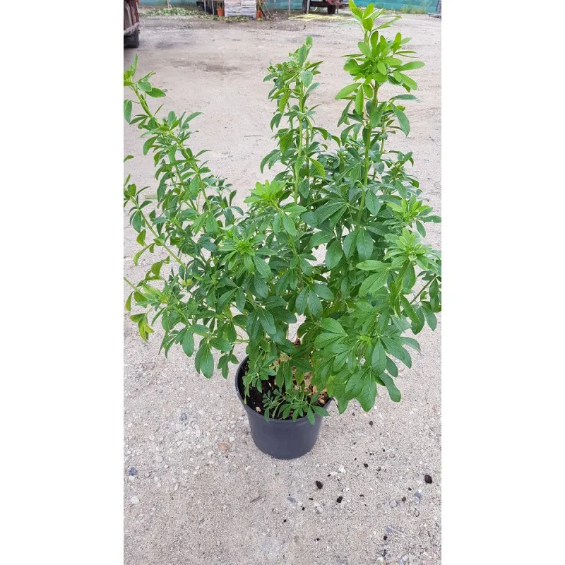 Choisya ternata / Oranger du Mexique / Conteneur de 7 à 10 litres