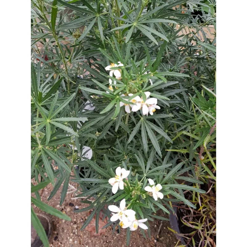 Choisya x dewitteana 'White Dazzler' / Oranger du Mexique nain / Conteneur de 5 à 6 litres