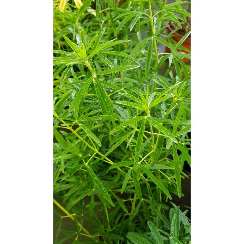 Choisya ternata 'Aztec Pearl' / Oranger du Mexique / Conteneur de 7 à 10 litres