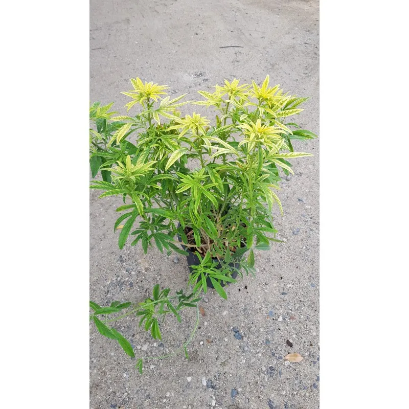 Choisya ternata 'Aztec Gold' / Oranger du Mexique jaune / Conteneur de 3 à 4 litres