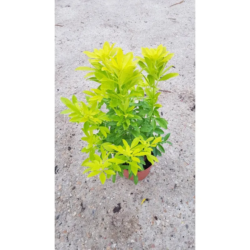 Choisya ternata 'Sundance' / Oranger du Mexique jaune / Conteneur de 3 à 4 litres