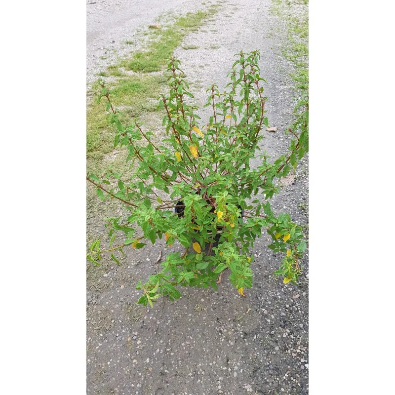 Cistus x corbariensis / Ciste des Corbières blanche / Conteneur de 3 à 4 litres