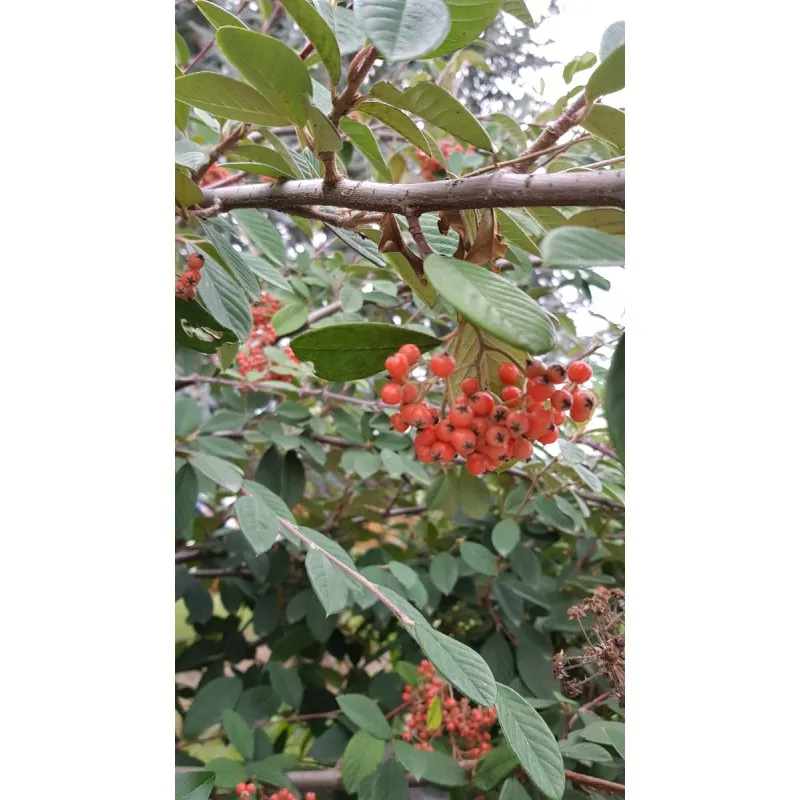 Cotoneaster lacteus / Cotonéaster laiteux / Conteneur de 7 à 10 litres