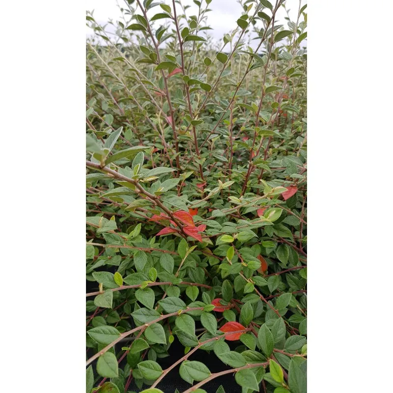 Cotoneaster franchetii / Cotonéaster de Franchet / Conteneur de 7 à 10 litres
