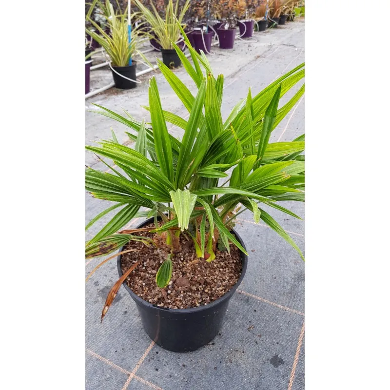 Trachycarpus fortunei / Palmier de Chine / Conteneur de 5 à 6 litres