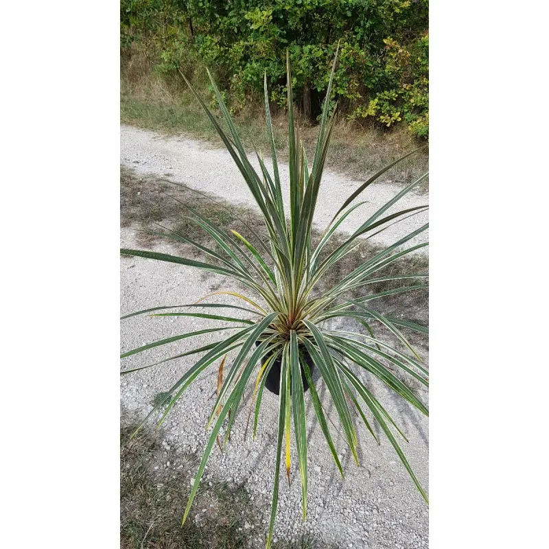 Cordyline australis 'Torbay Dazzler' / Cordyline australe 'Torbay Dazzler' / Conteneur de 3 à 4 litres