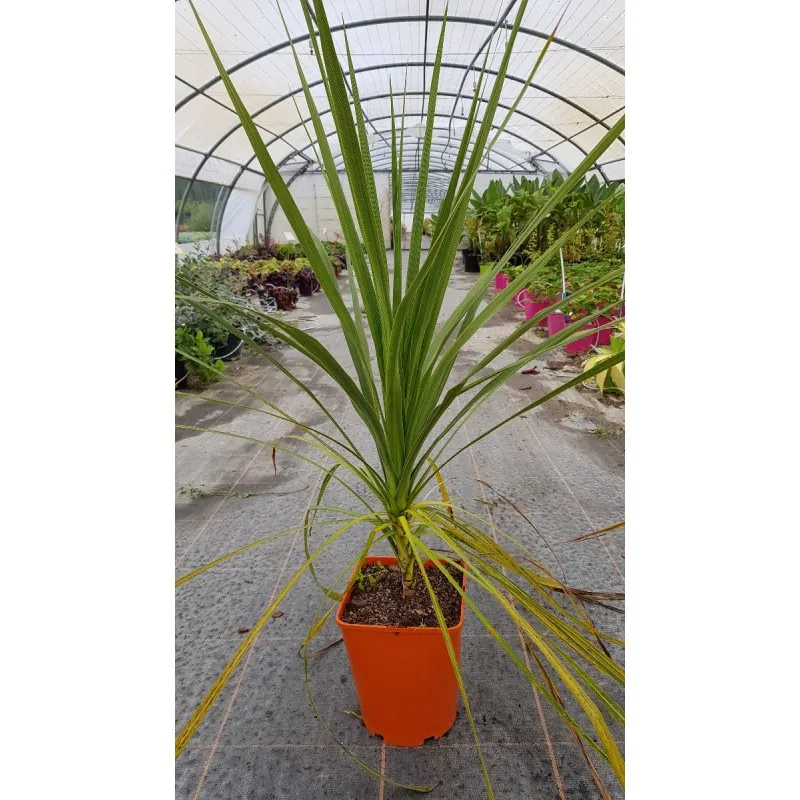 Cordyline australis / Cordyline australe / Conteneur de 5 à 6 litres