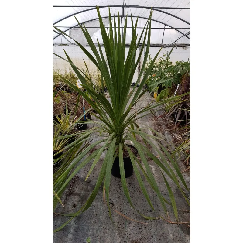 Cordyline australis / Cordyline australe / Conteneur de 7 à 10 litres