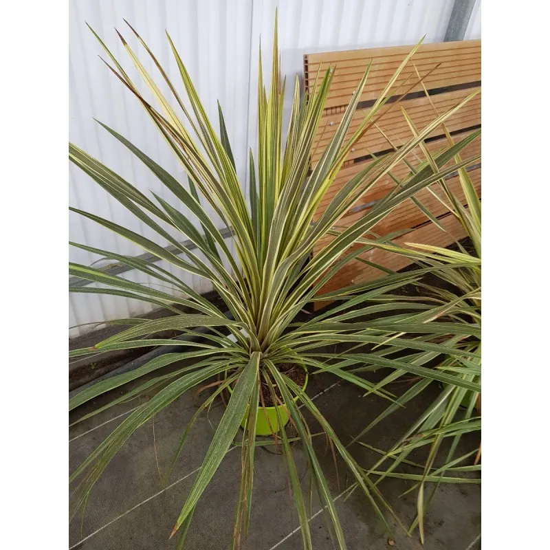 Cordyline australis 'Torbay Dazzler' / Cordyline australe 'Torbay Dazzler' / Conteneur de 5 à 6 litres