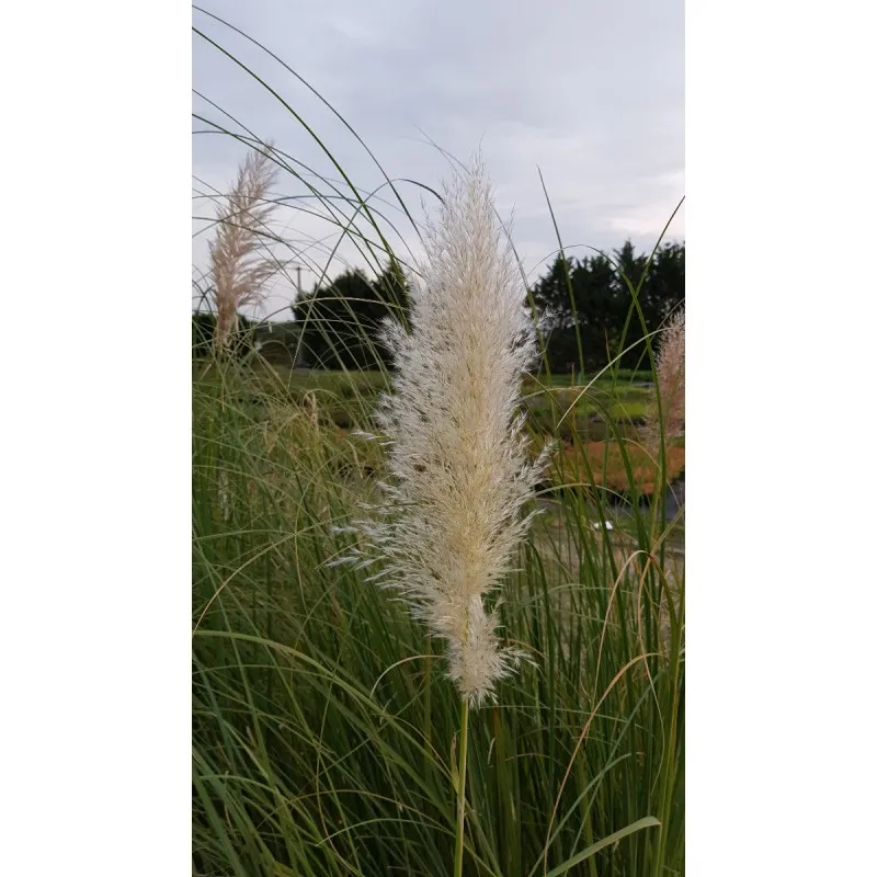 Cortaderia selloana 'Argentea' / Herbe de la Pampa blanche / Conteneur de 3 à 4 litres
