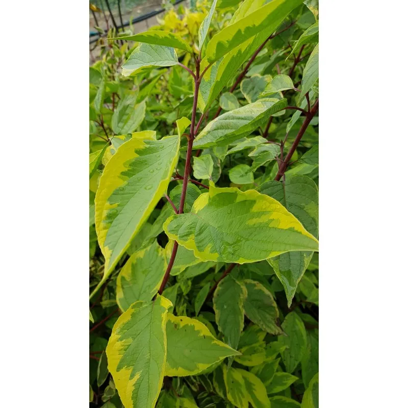 Cornus alba 'Gouchaultii' / Cornouiller blanc panaché / Conteneur de 3 à 4 litres
